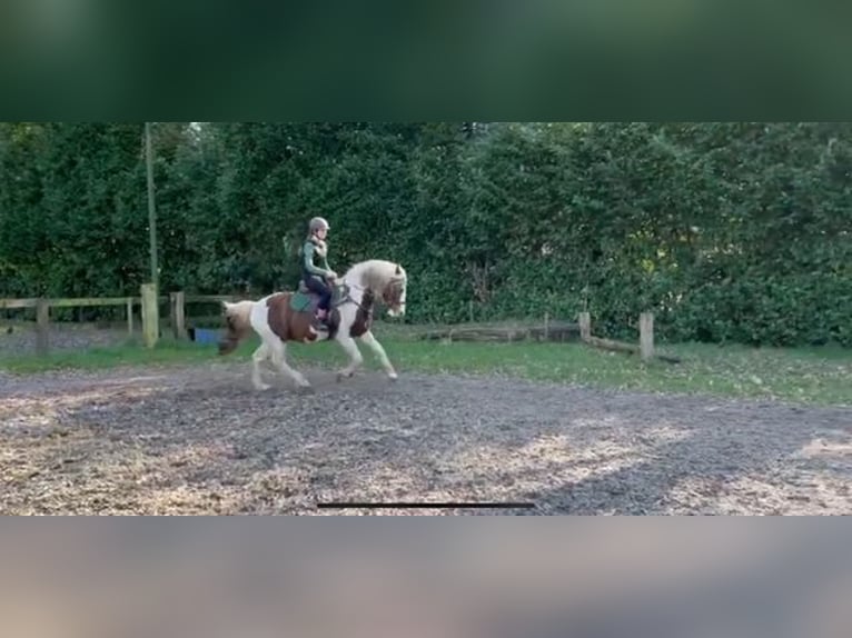 Andere Rassen Mix Ruin 10 Jaar 155 cm Gevlekt-paard in Temse