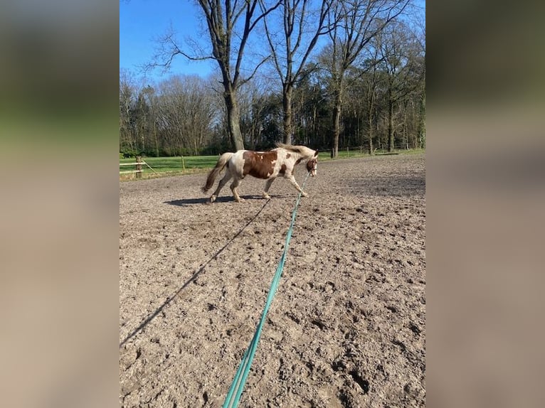 Andere Rassen Mix Ruin 10 Jaar 155 cm Gevlekt-paard in Temse