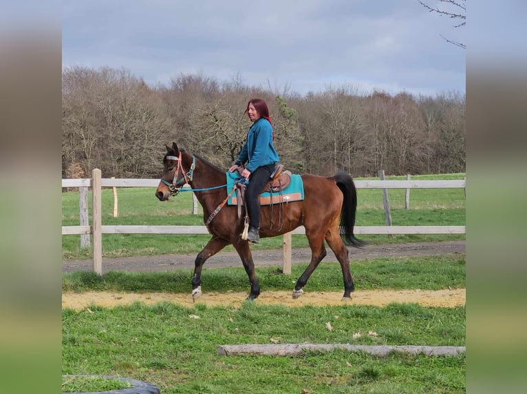 Andere Rassen Ruin 10 Jaar 155 cm  in Linkenbach