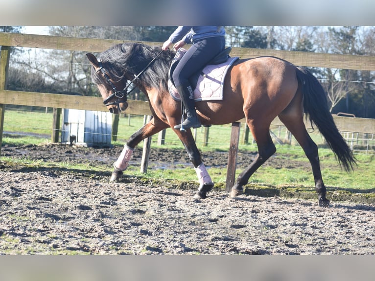 Andere Rassen Ruin 10 Jaar 157 cm Bruin in Achtmaal