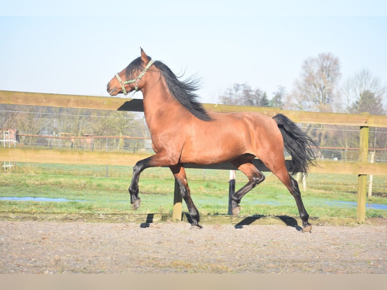 Andere Rassen Ruin 10 Jaar 157 cm Bruin in Achtmaal