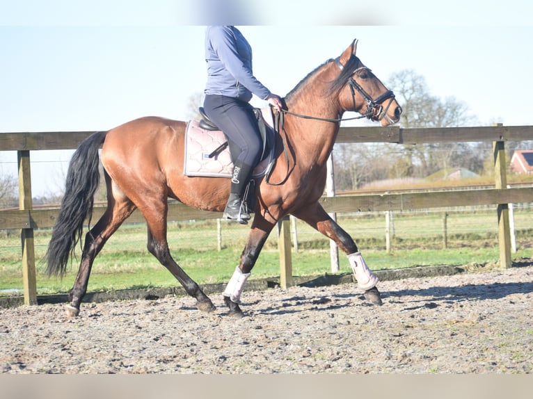 Andere Rassen Ruin 10 Jaar 157 cm Bruin in Achtmaal