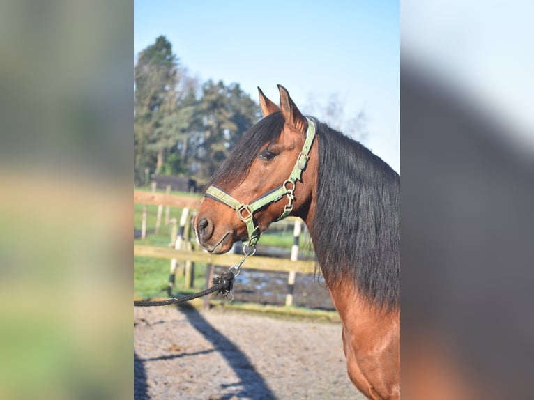 Andere Rassen Ruin 10 Jaar 157 cm Bruin in Achtmaal