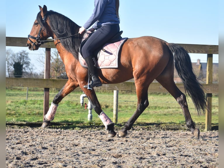 Andere Rassen Ruin 10 Jaar 157 cm Bruin in Achtmaal