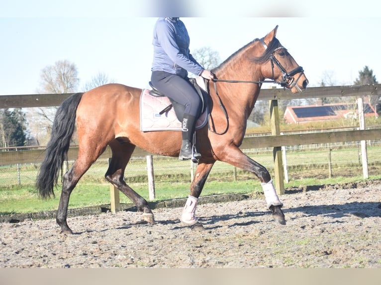 Andere Rassen Ruin 10 Jaar 157 cm Bruin in Achtmaal