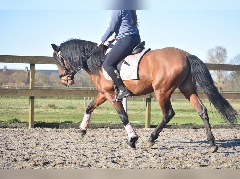 Andere Rassen Ruin 10 Jaar 157 cm Bruin in Achtmaal