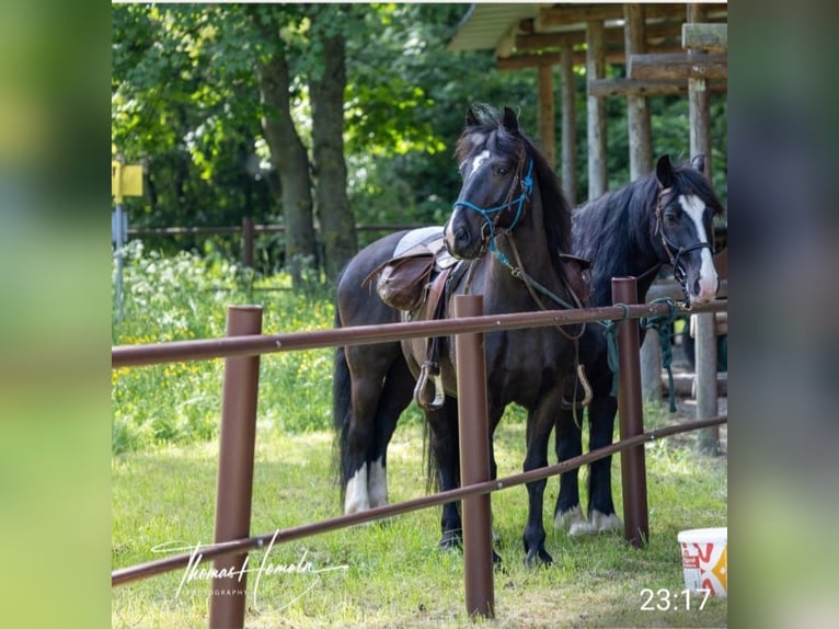 Andere Rassen Mix Ruin 10 Jaar 158 cm Zwart in Hirtenberg