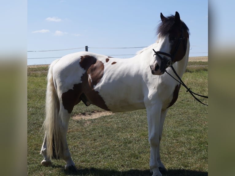 Andere Rassen Mix Ruin 10 Jaar 160 cm Gevlekt-paard in Heistenbach