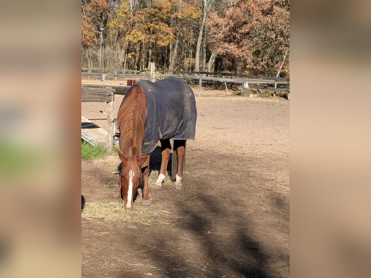 Andere Rassen Ruin 10 Jaar 160 cm Vos in Zossen