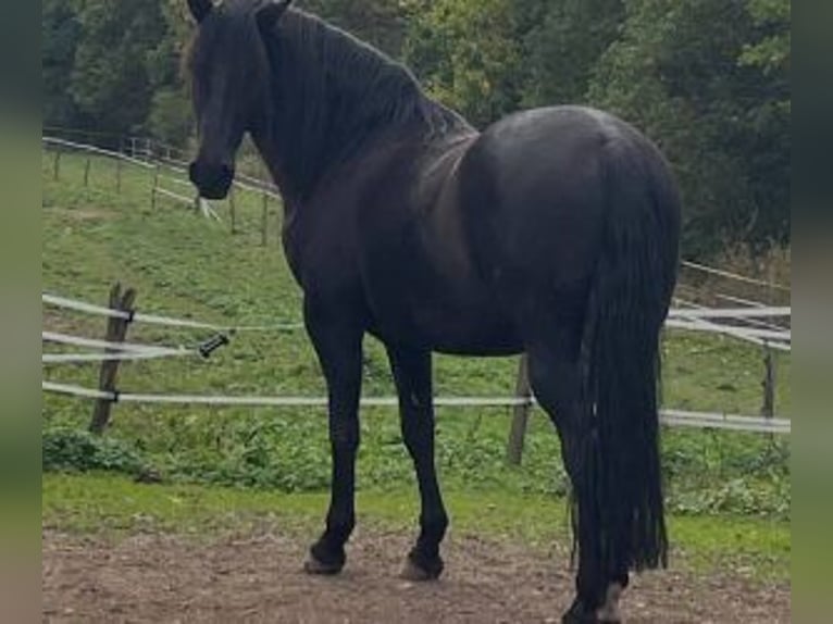 Andere Rassen Mix Ruin 10 Jaar 160 cm Zwart in Muhlbach sur Bruche