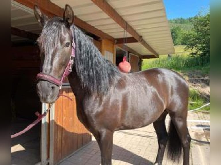 Andere Rassen Mix Ruin 10 Jaar 160 cm Zwart in Muhlbach sur Bruche