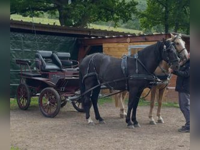 Andere Rassen Mix Ruin 10 Jaar 160 cm Zwart in Muhlbach sur Bruche