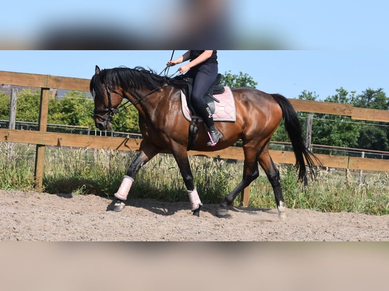 Andere Rassen Ruin 10 Jaar 168 cm Donkerbruin in Achtmaal