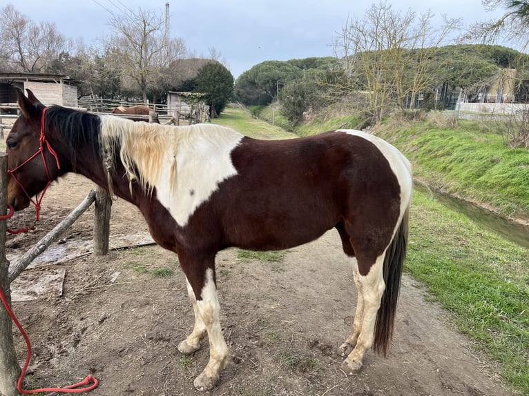 Andere Rassen Mix Ruin 10 Jaar 170 cm Tobiano-alle-kleuren in Ravenna