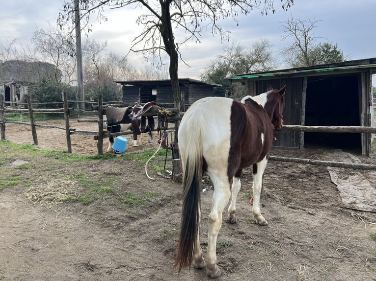 Andere Rassen Mix Ruin 10 Jaar 170 cm Tobiano-alle-kleuren in Ravenna