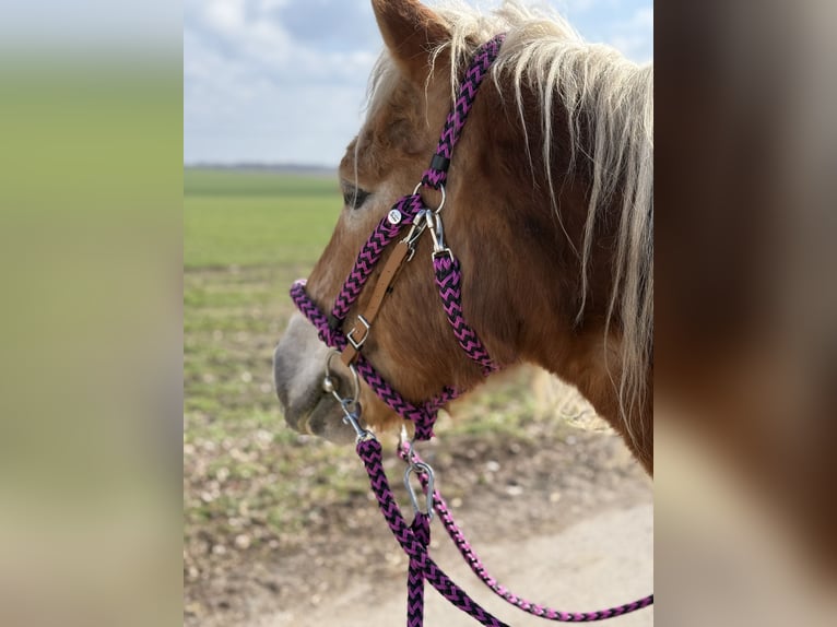 Andere Rassen Mix Ruin 10 Jaar  in Belgern