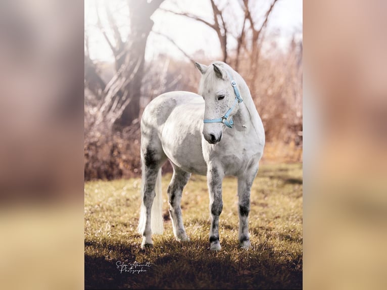 Andere Rassen Mix Ruin 11 Jaar 136 cm Appelschimmel in Ihringen