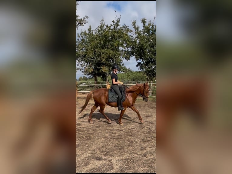 Andere Rassen Mix Ruin 11 Jaar 158 cm Vos in Nogueira do cravo
