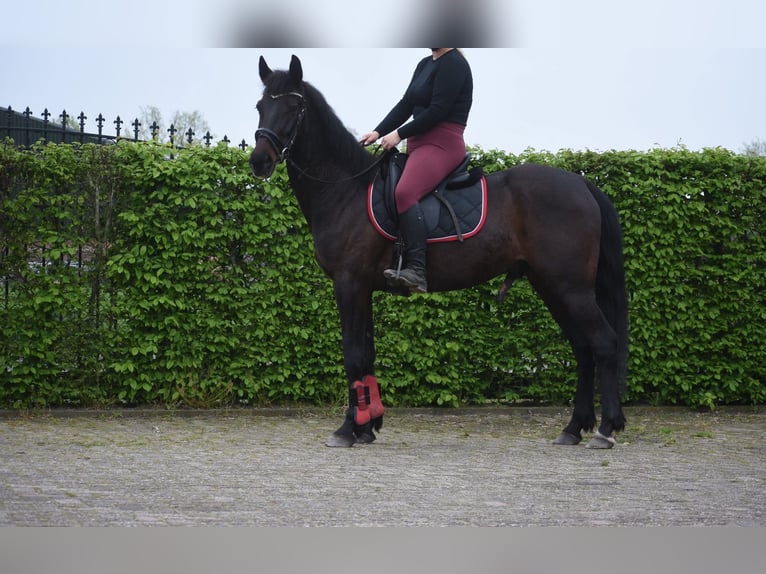 Andere Rassen Ruin 11 Jaar 161 cm Donkerbruin in Achtmaal