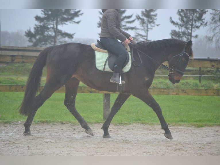 Andere Rassen Ruin 11 Jaar 162 cm Donkerbruin in Breda