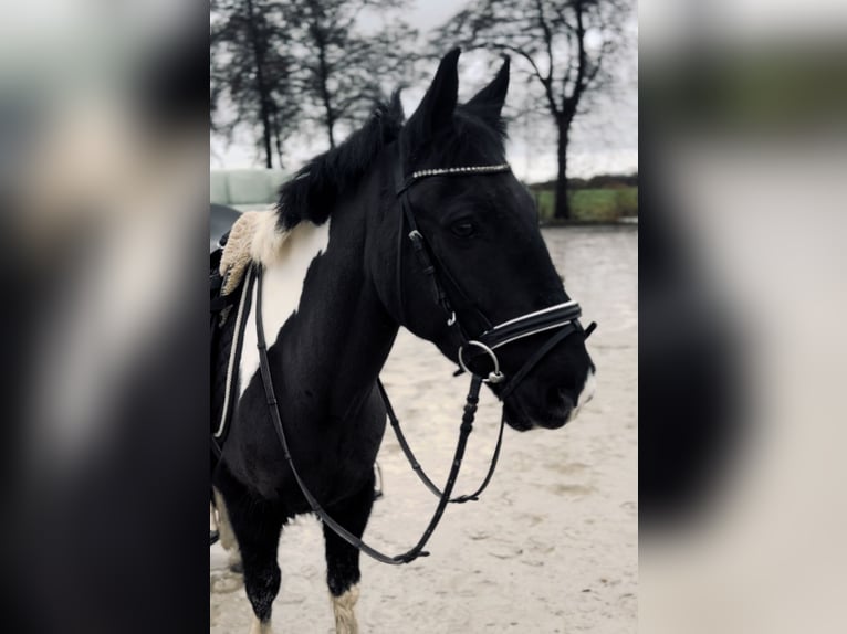 Andere Rassen Ruin 12 Jaar 130 cm Gevlekt-paard in Ihlow