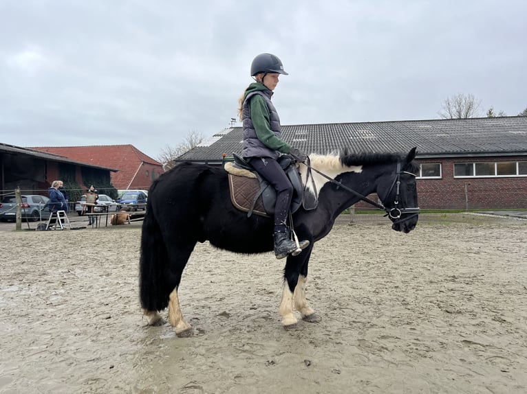 Andere Rassen Ruin 12 Jaar 130 cm Gevlekt-paard in Ihlow