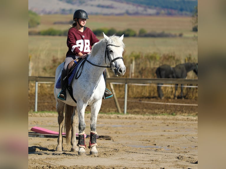 Andere Rassen Ruin 12 Jaar 160 cm Schimmel in София / Sofija Andere Rassen Ruin 12 Jaar 160 cm Schimmel in София / Sofija