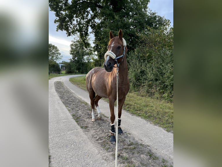 Andere Rassen Mix Ruin 12 Jaar 163 cm Roan-Red in Bunsoh