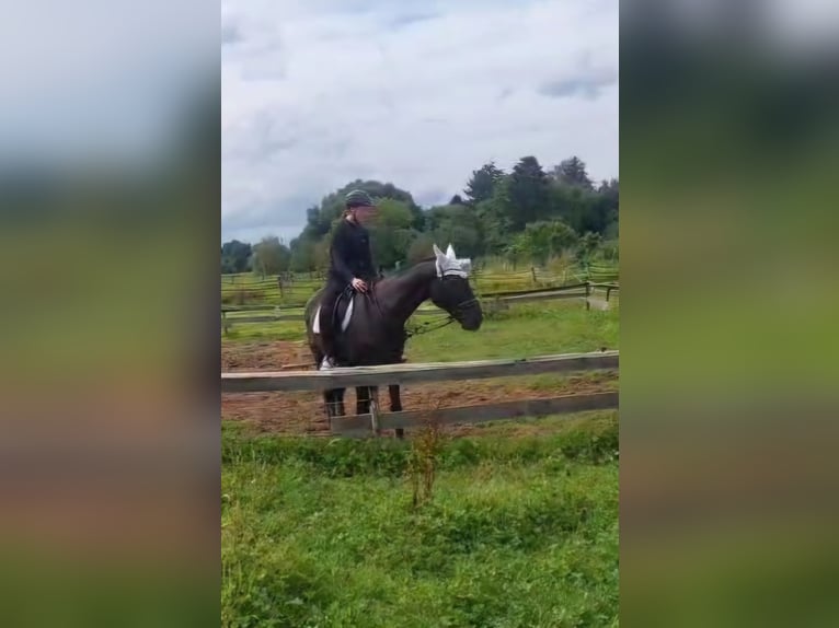 Andere Rassen Ruin 12 Jaar 172 cm Zwart in Jülich