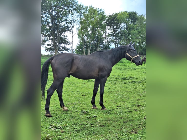 Andere Rassen Ruin 12 Jaar 172 cm Zwart in Jülich