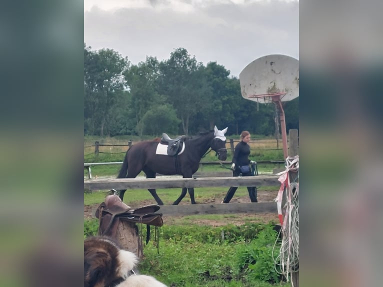 Andere Rassen Ruin 12 Jaar 172 cm Zwart in Jülich