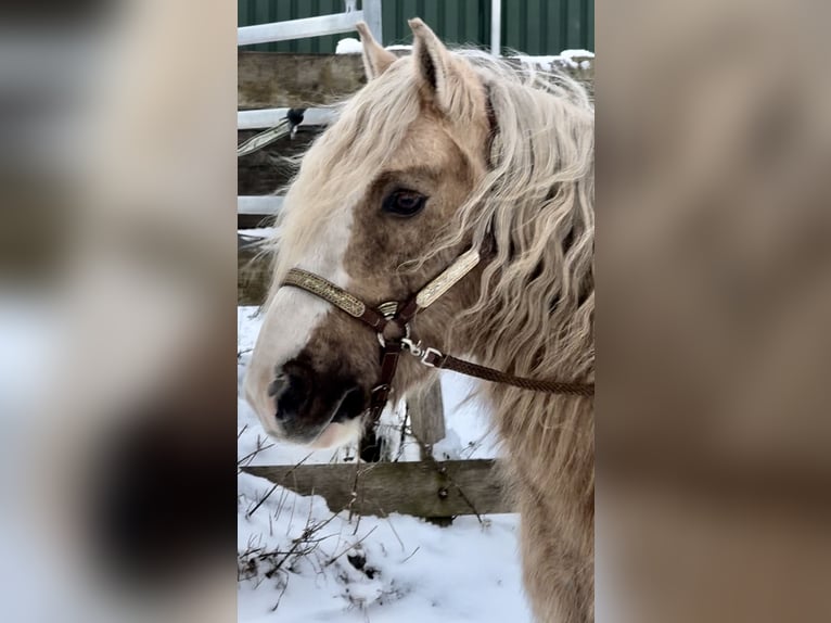 Andere Rassen Ruin 13 Jaar 133 cm Overo-alle-kleuren in Barneveld