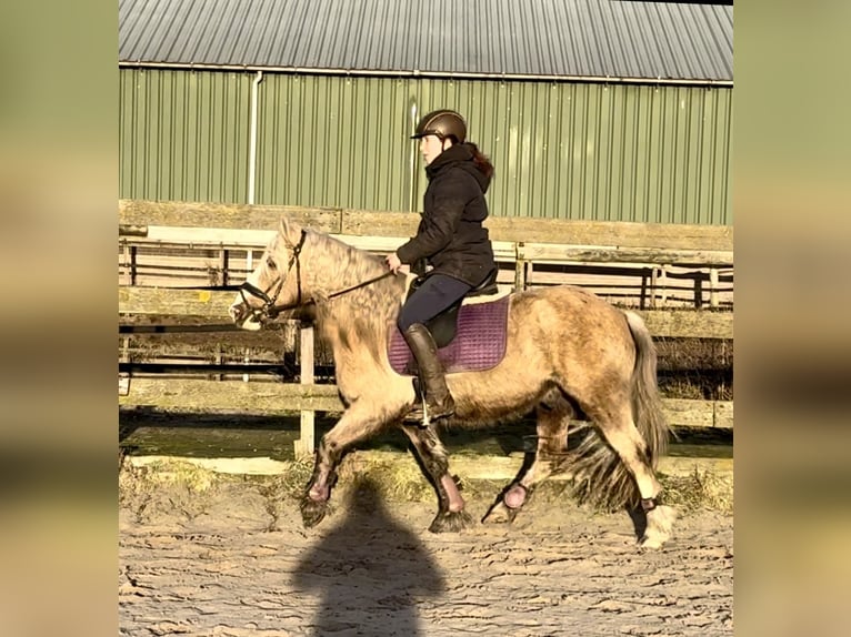 Andere Rassen Ruin 13 Jaar 133 cm Overo-alle-kleuren in Barneveld