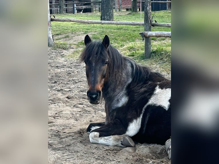 Andere Rassen Mix Ruin 13 Jaar 135 cm Gevlekt-paard in Potsdam