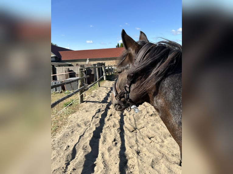 Andere Rassen Mix Ruin 13 Jaar 135 cm Gevlekt-paard in Potsdam