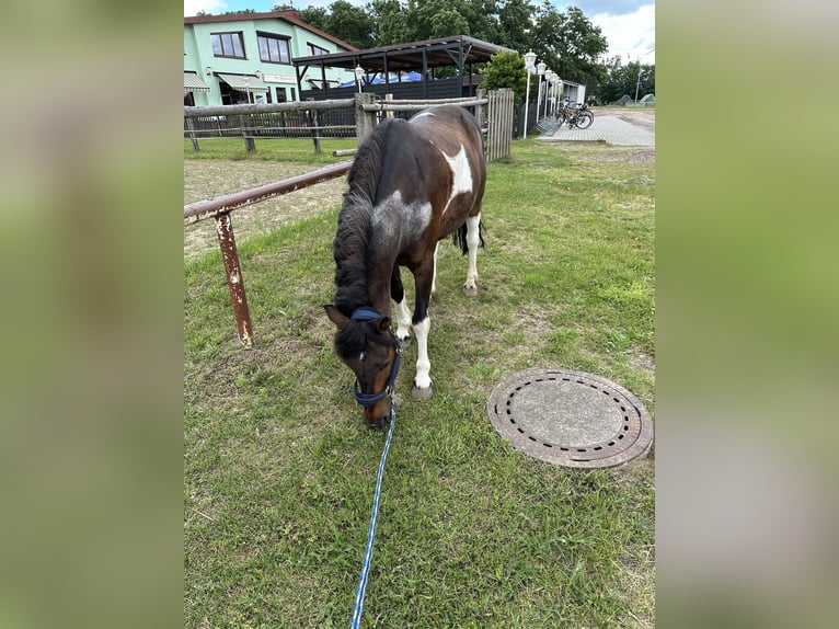 Andere Rassen Mix Ruin 13 Jaar 135 cm Gevlekt-paard in Potsdam