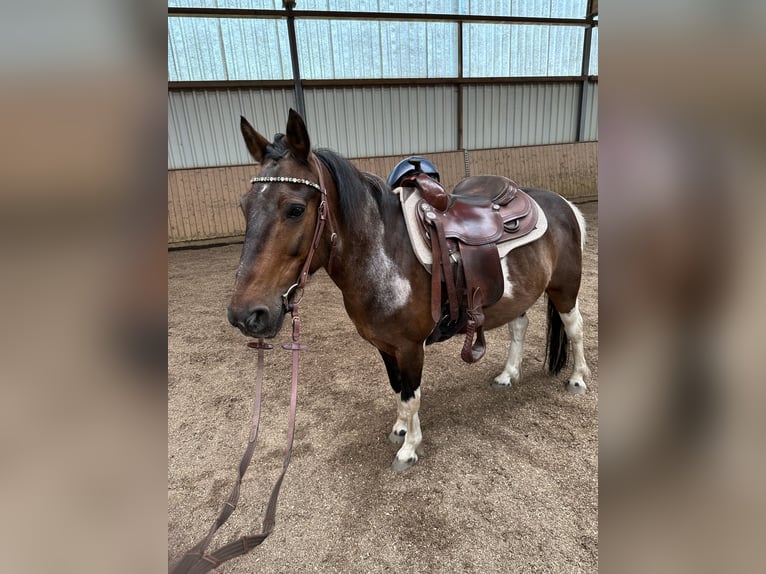 Andere Rassen Mix Ruin 13 Jaar 135 cm Gevlekt-paard in Potsdam