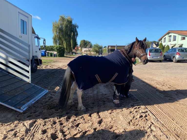 Andere Rassen Mix Ruin 13 Jaar 135 cm Gevlekt-paard in Potsdam