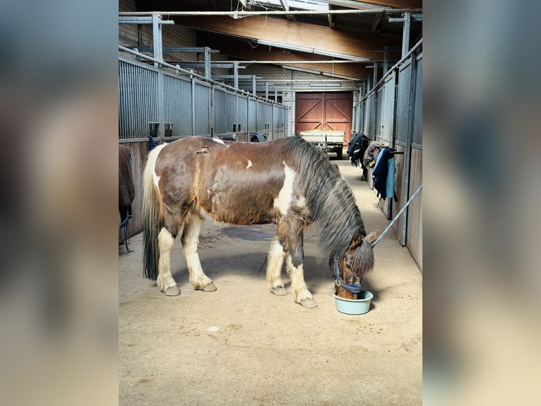 Andere Rassen Mix Ruin 13 Jaar 135 cm Gevlekt-paard in Potsdam