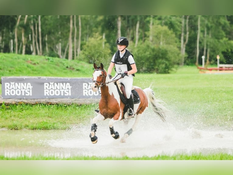 Andere Rassen Ruin 13 Jaar 145 cm Gevlekt-paard in Lilli