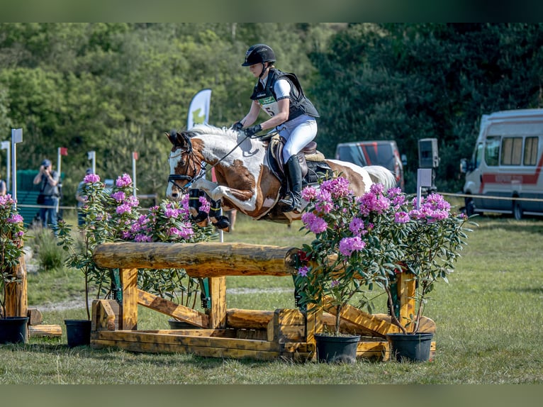 Andere Rassen Ruin 13 Jaar 145 cm Gevlekt-paard in Lilli