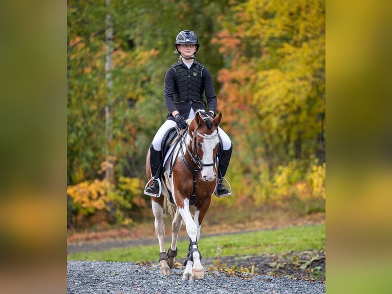 Andere Rassen Ruin 13 Jaar 145 cm Gevlekt-paard in Lilli