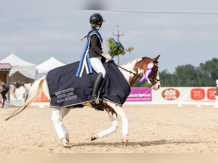 Andere Rassen Ruin 13 Jaar 145 cm Gevlekt-paard in Lilli