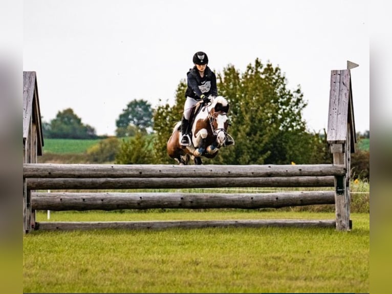 Andere Rassen Ruin 13 Jaar 145 cm Gevlekt-paard in Lilli