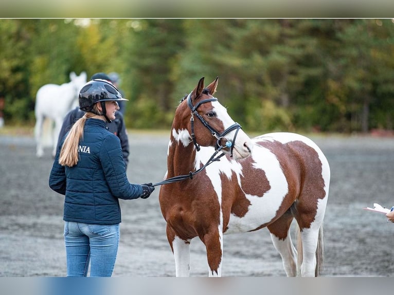 Andere Rassen Ruin 13 Jaar 145 cm Gevlekt-paard in Lilli