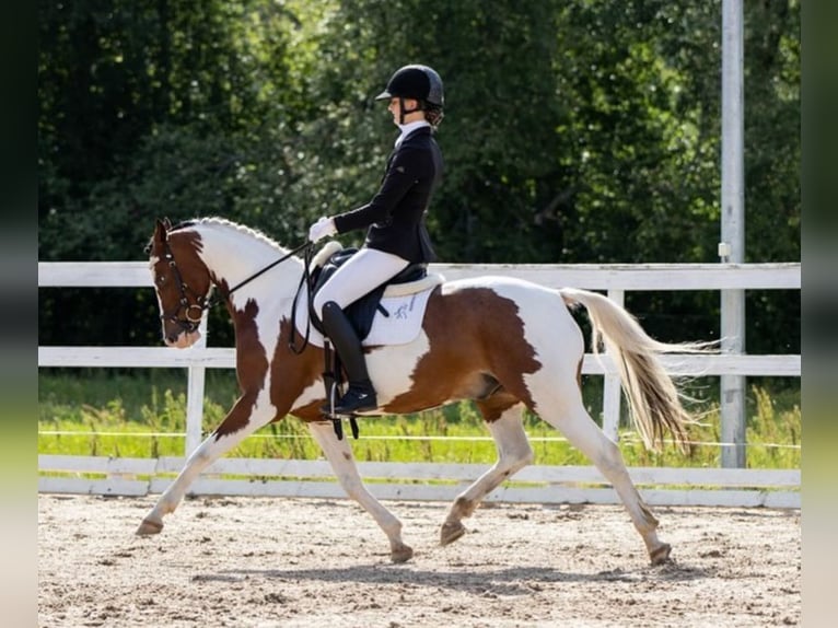 Andere Rassen Ruin 13 Jaar 145 cm Gevlekt-paard in Lilli