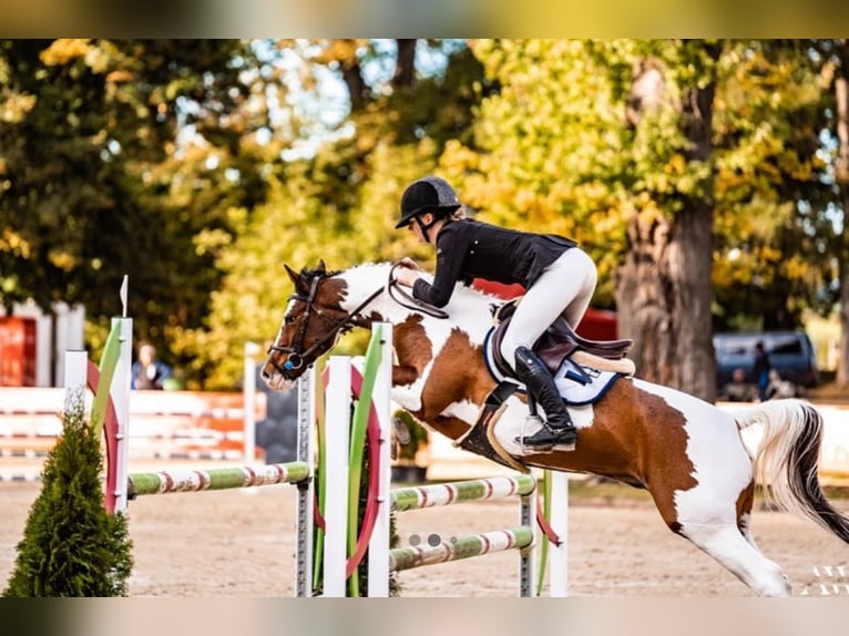 Andere Rassen Ruin 13 Jaar 145 cm Gevlekt-paard in Lilli