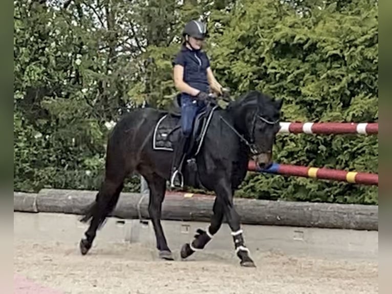 Andere Rassen Ruin 13 Jaar 147 cm Zwartbruin in Sachsenheim