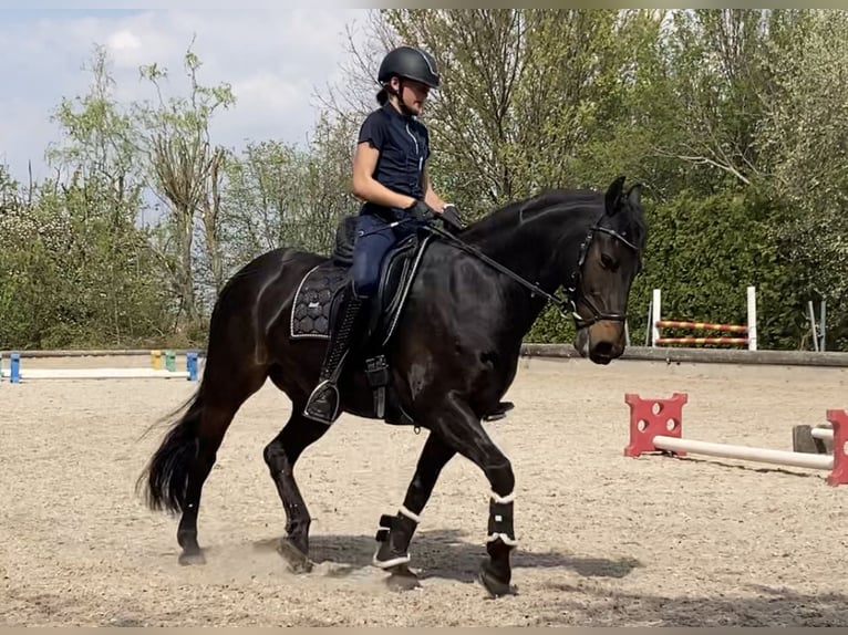 Andere Rassen Ruin 13 Jaar 147 cm Zwartbruin in Sachsenheim