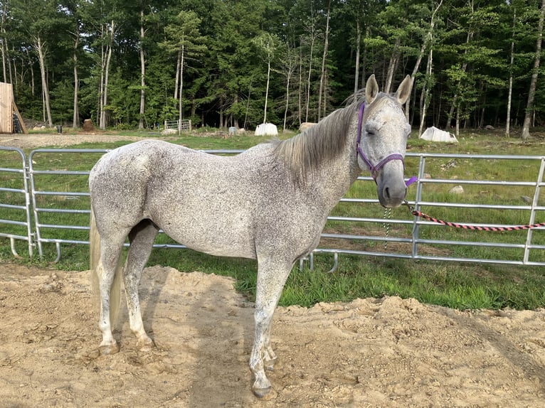 Andere Rassen Ruin 13 Jaar 152 cm Appelschimmel in Greenfield